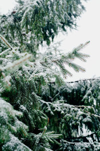 Close-up of pine tree during winter