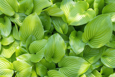 Green leaves hosts close up