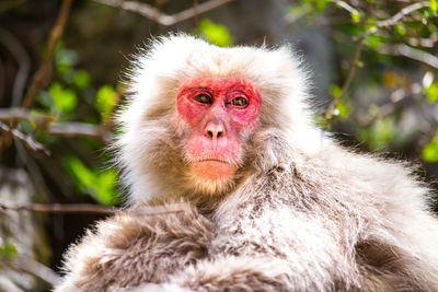 Close-up portrait of a monkey