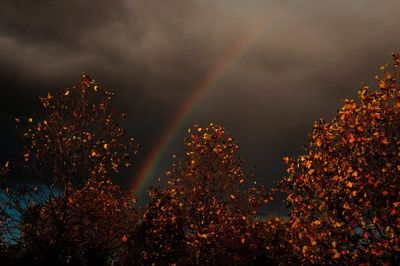 Low angle view of trees against sky at night