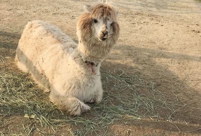 High angle view of dog on field