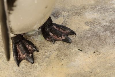 High angle view of birds on sand