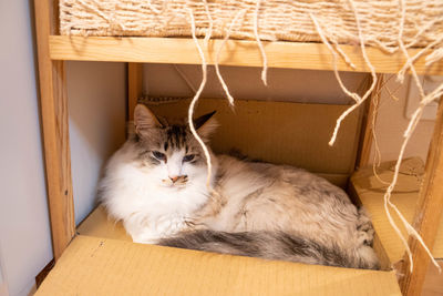 High angle portrait of cat lying on floor