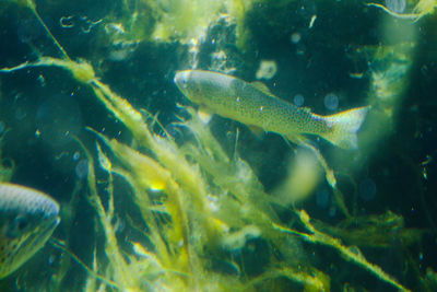 Close-up of fish underwater