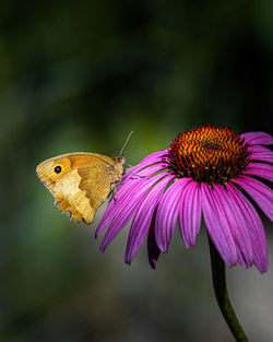 Close-up of butterfly pollinating on purple flower