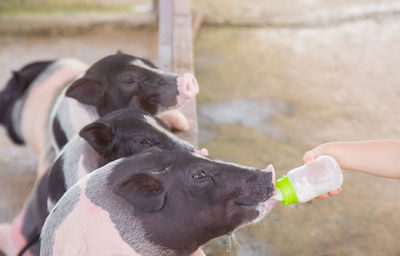 Close-up of human hand holding drinking bottle