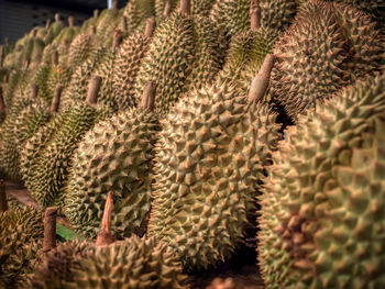 Full frame shot of succulent plant