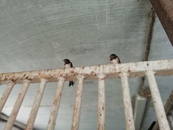 Low angle view of birds perching on metal wall