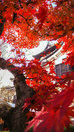 Low angle view of maple tree