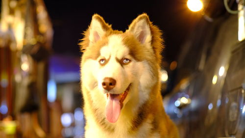 Close-up portrait of a dog