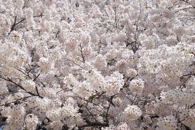 Close-up of cherry blossom tree