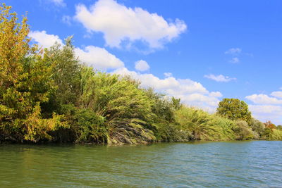 Trees by lake against sky