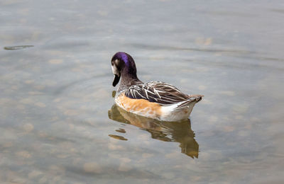 High angle view of duck swimming in lake