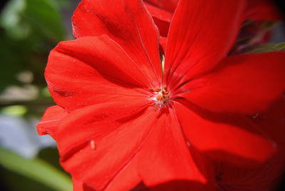 Close-up of red hibiscus flower