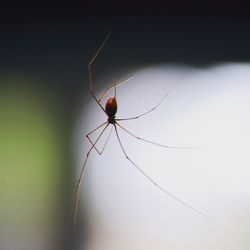 Close-up of spider on white surface