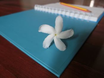 High angle view of white flower on table