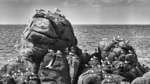 Seagulls perching on rock formations at sea shore