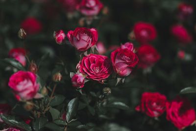 Close-up of red rose