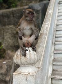 Statue sitting on stone wall