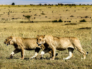 Lions couple in africa