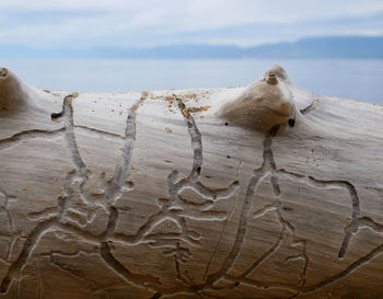 Close-up of lizard on beach against sky