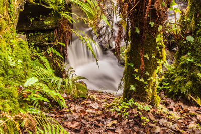 Scenic view of waterfall in forest