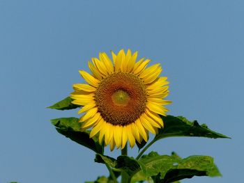 Close-up of sunflower against clear sky