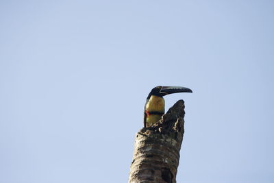 Low angle view of bird perching on wooden post against clear sky