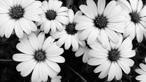 Close-up of daisy flowers