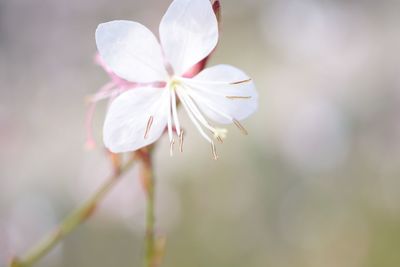 Close-up of fresh white flower