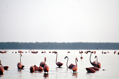 Group of flamingos at ría celestún, yucatán, méxico.