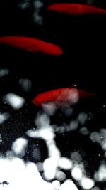 Close-up of wet red leaf in black background