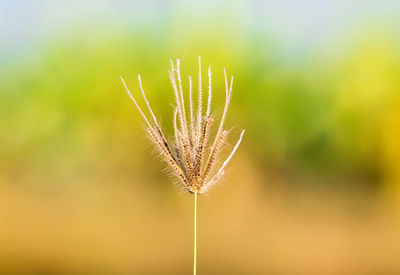 Close-up of dandelion against blurred background