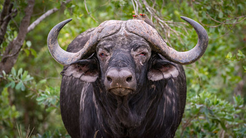 Portrait of buffalo against trees