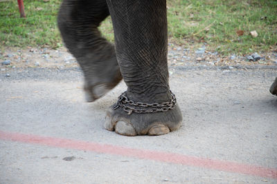 Low section of person walking on street