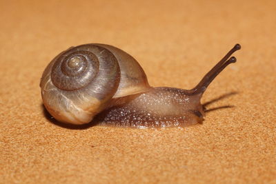 Close-up of snail on sand