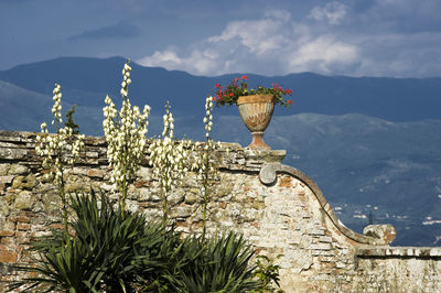 Close-up of flowering plants against mountain