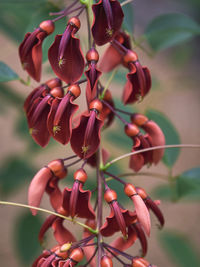 Close-up of purple flowering plant