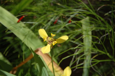 Close-up of yellow flower