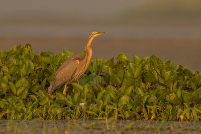 View of bird perching on plant in lake