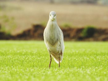 Close-up of bird perching on grass