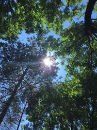 Low angle view of trees against sky