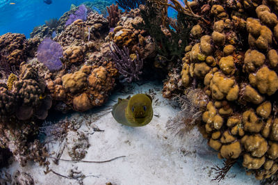 Green moray eel swimming towards camera from coral