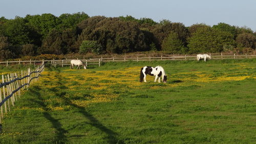 Horses grazing on field