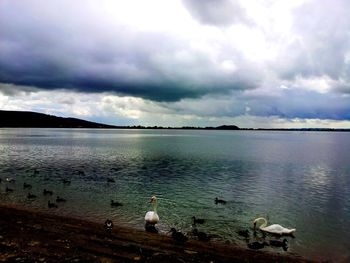Seagulls on a lake