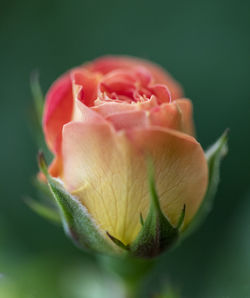 Close-up of rose flower in the hot early morning 