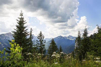 Panoramic view of pine trees against sky