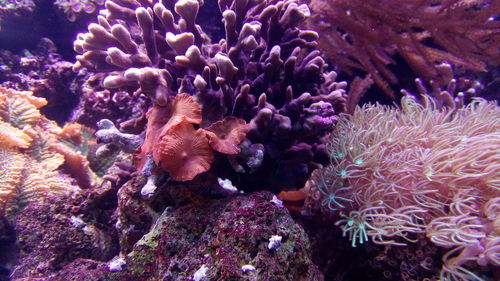 View of coral in sea