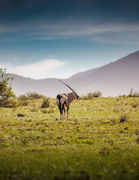 Oryx in a field