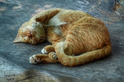 Close-up of dog sleeping